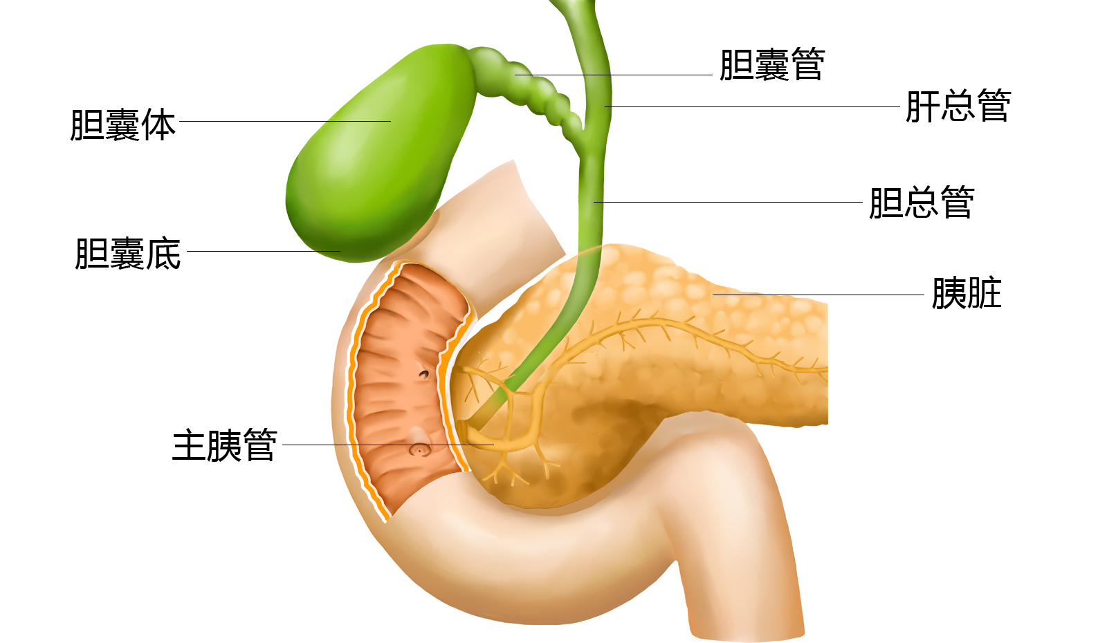 胆囊管胆总管解剖图图片