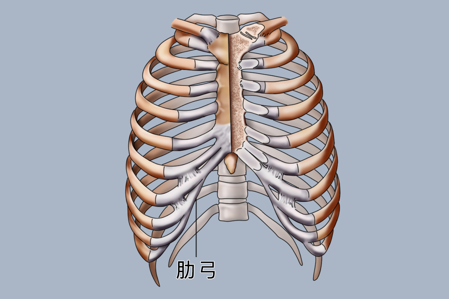 腰椎骨性标志图片