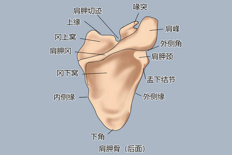 肩胛骨后面解剖图