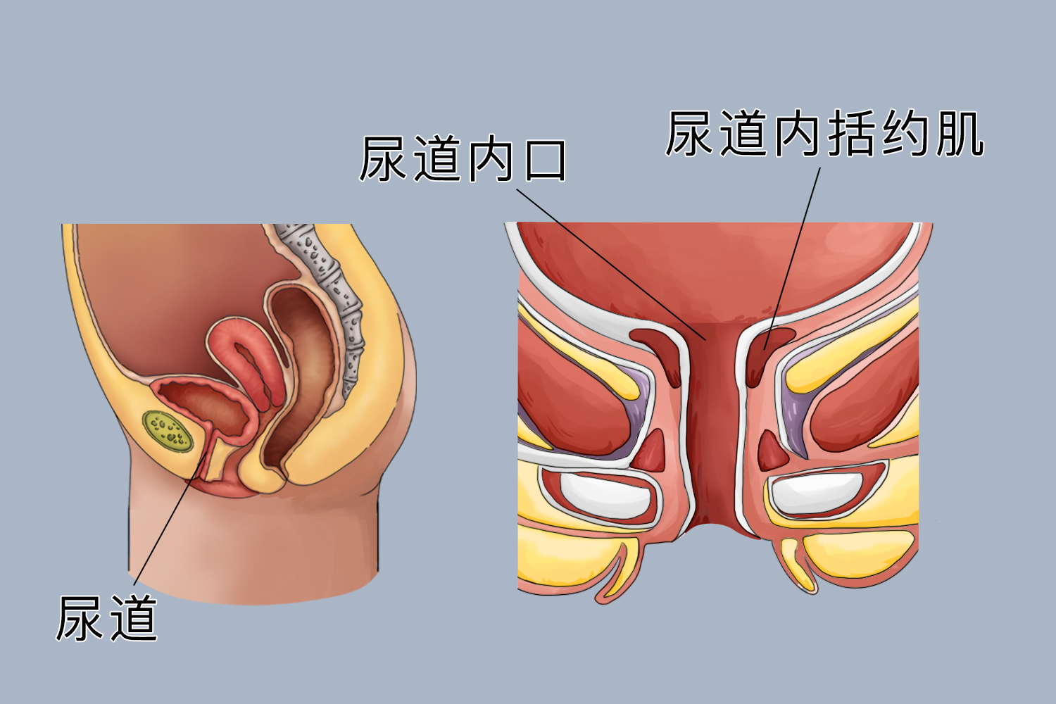 尿道内括约肌位置图