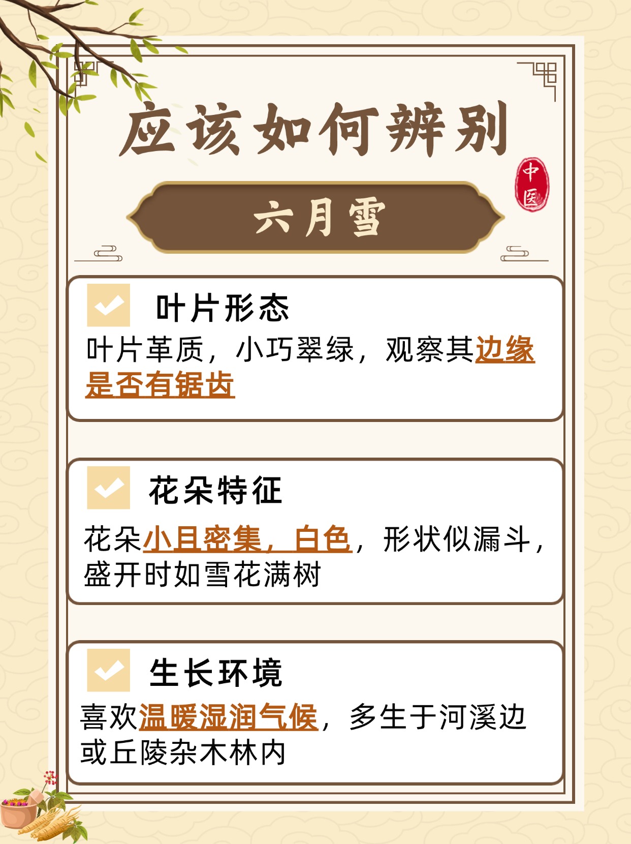 六月雪的功效与作用图片 草药
