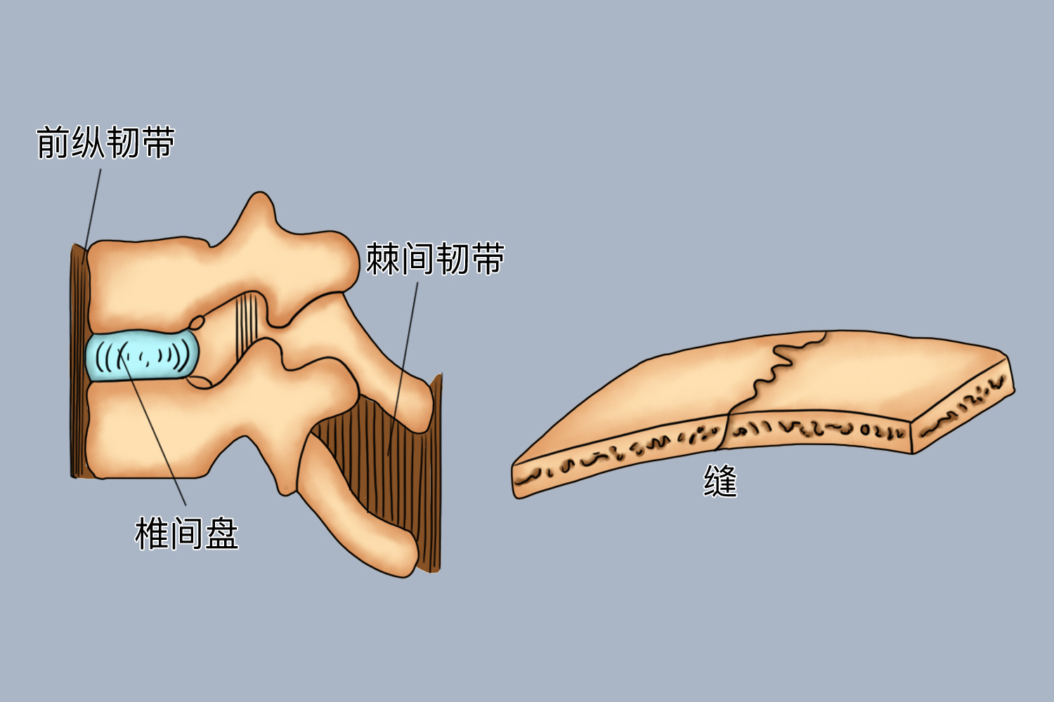 骨连结直接连结图