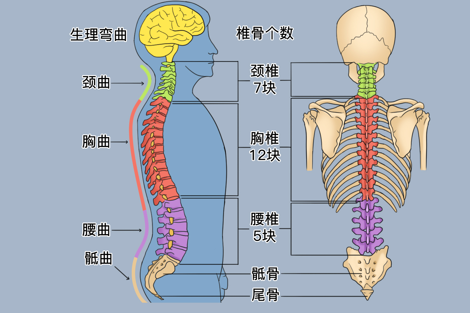 脊柱生理曲度图功能脊柱的生理弯曲增大了脊柱的弹性