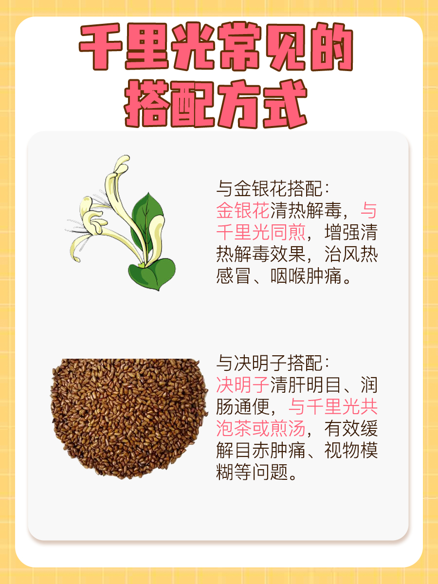 千里光草药图片及功效，看完这篇就知道！