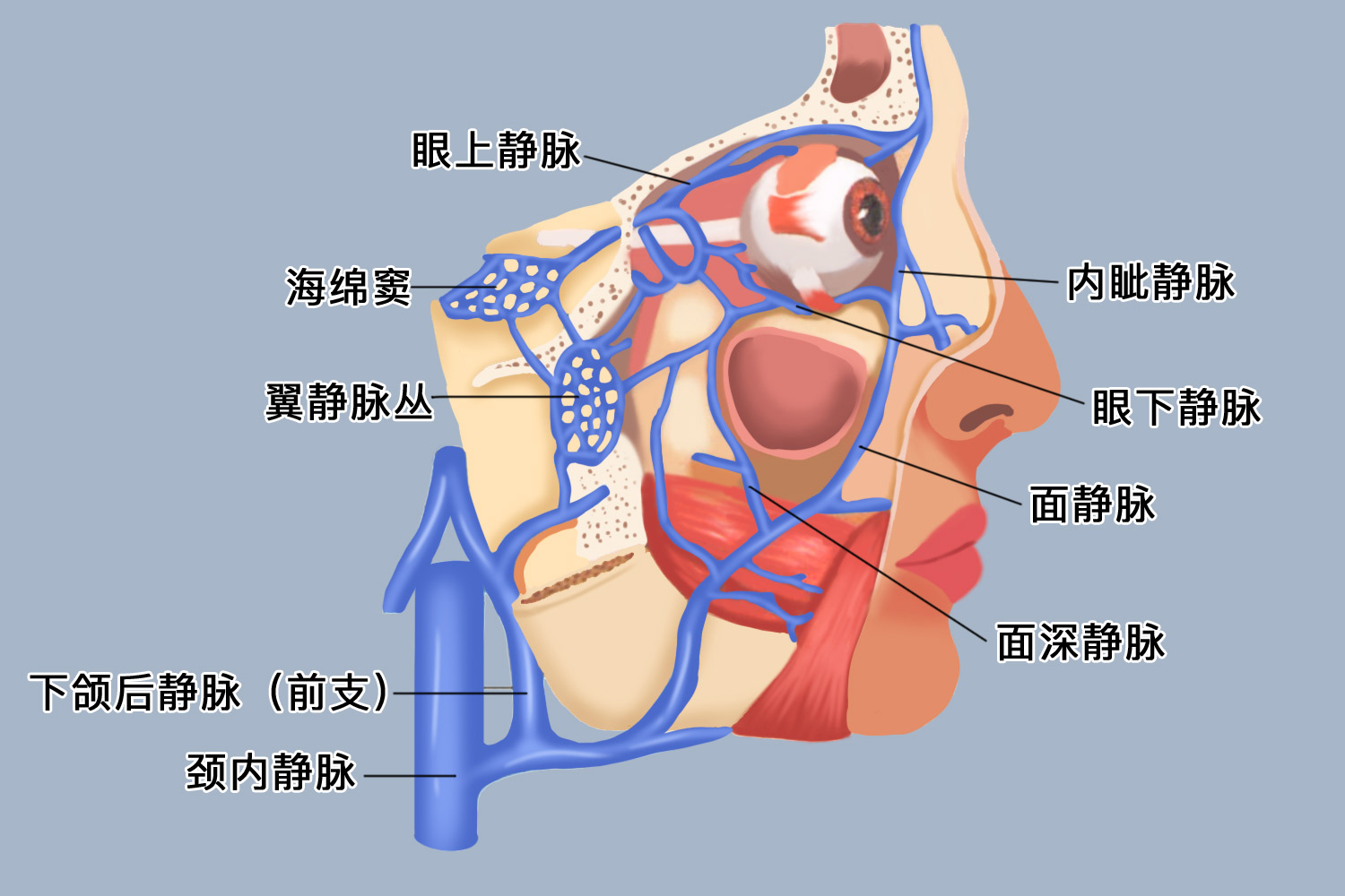 面静脉及其交通图