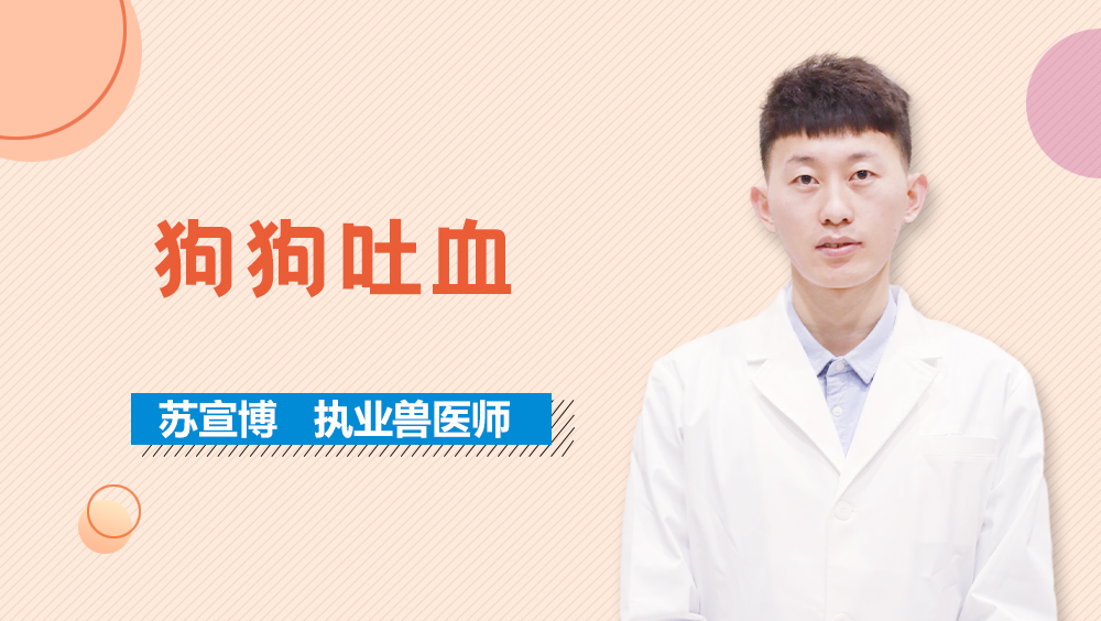 狗狗吐血 宠物科普视频 泰能宠