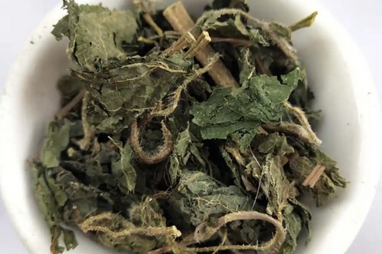 中药宽叶荨麻图