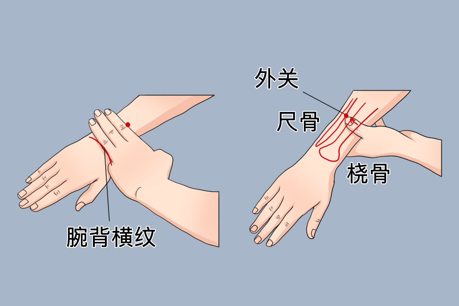 肘缝准确位置图和作用图片