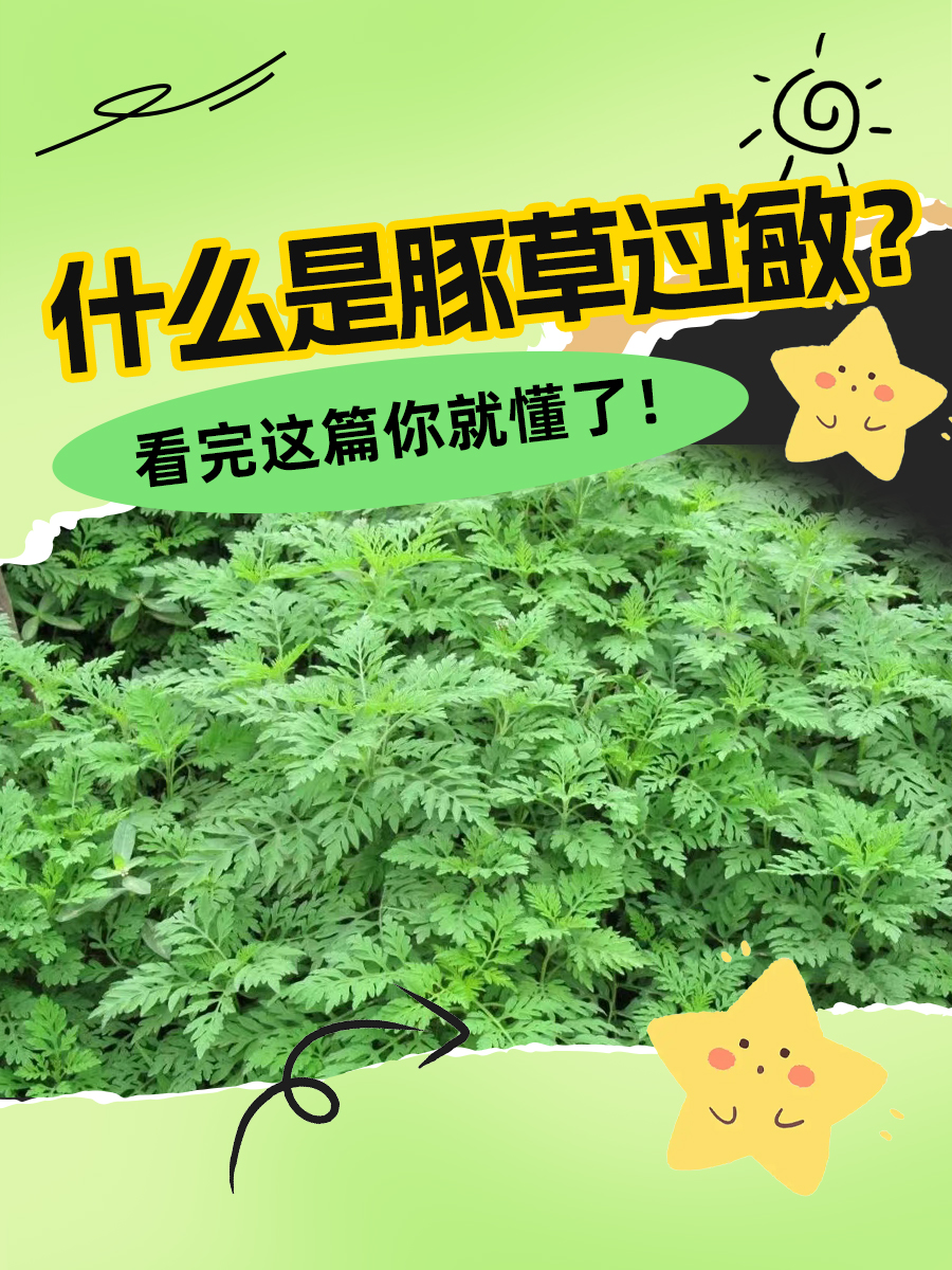 什么是豚草过敏？看完这篇你就懂了！