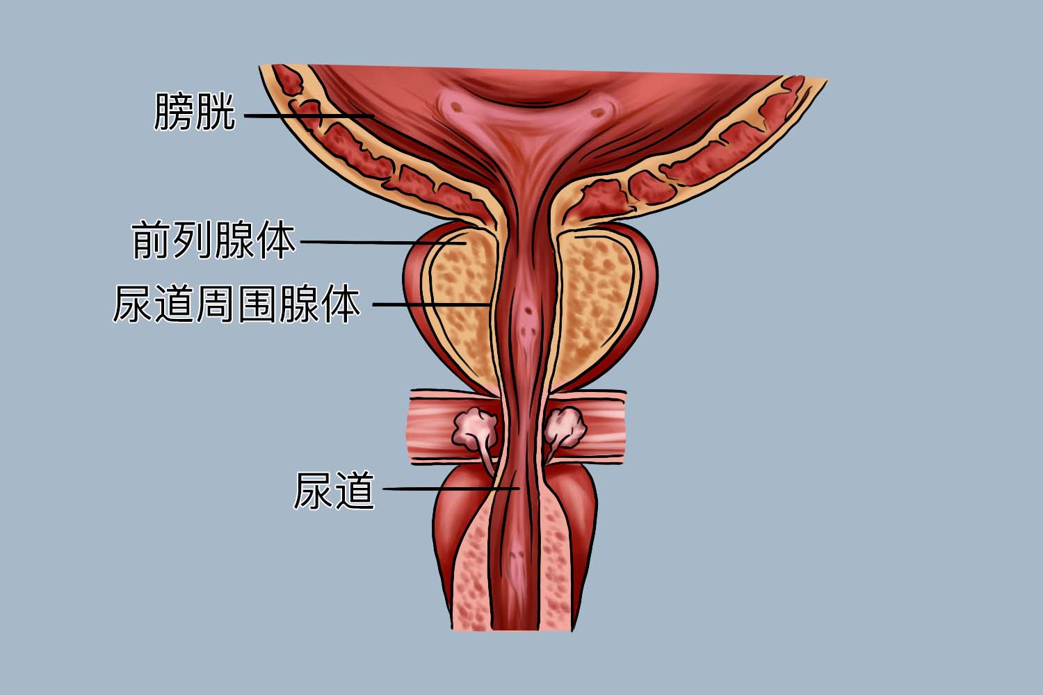 前列腺结构图