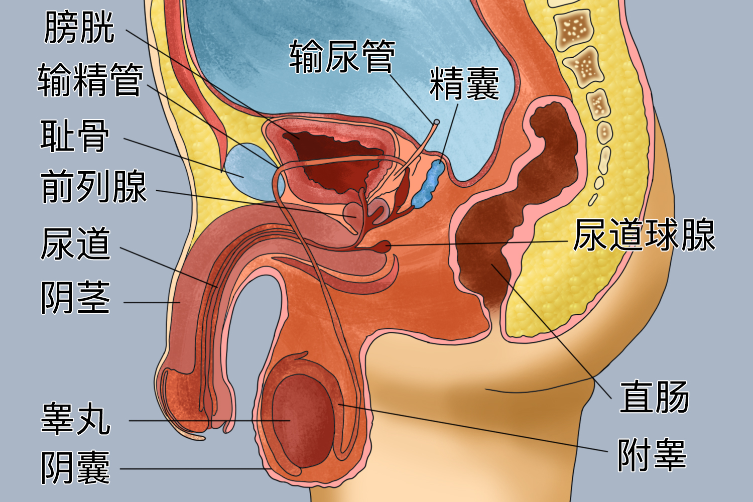 男性生殖器官图