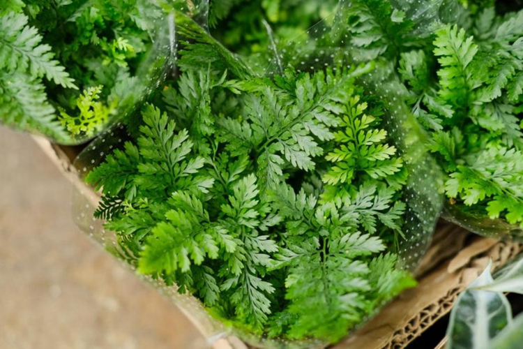 骨碎补新鲜植株图