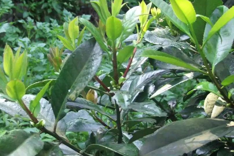 苦丁草植株图片