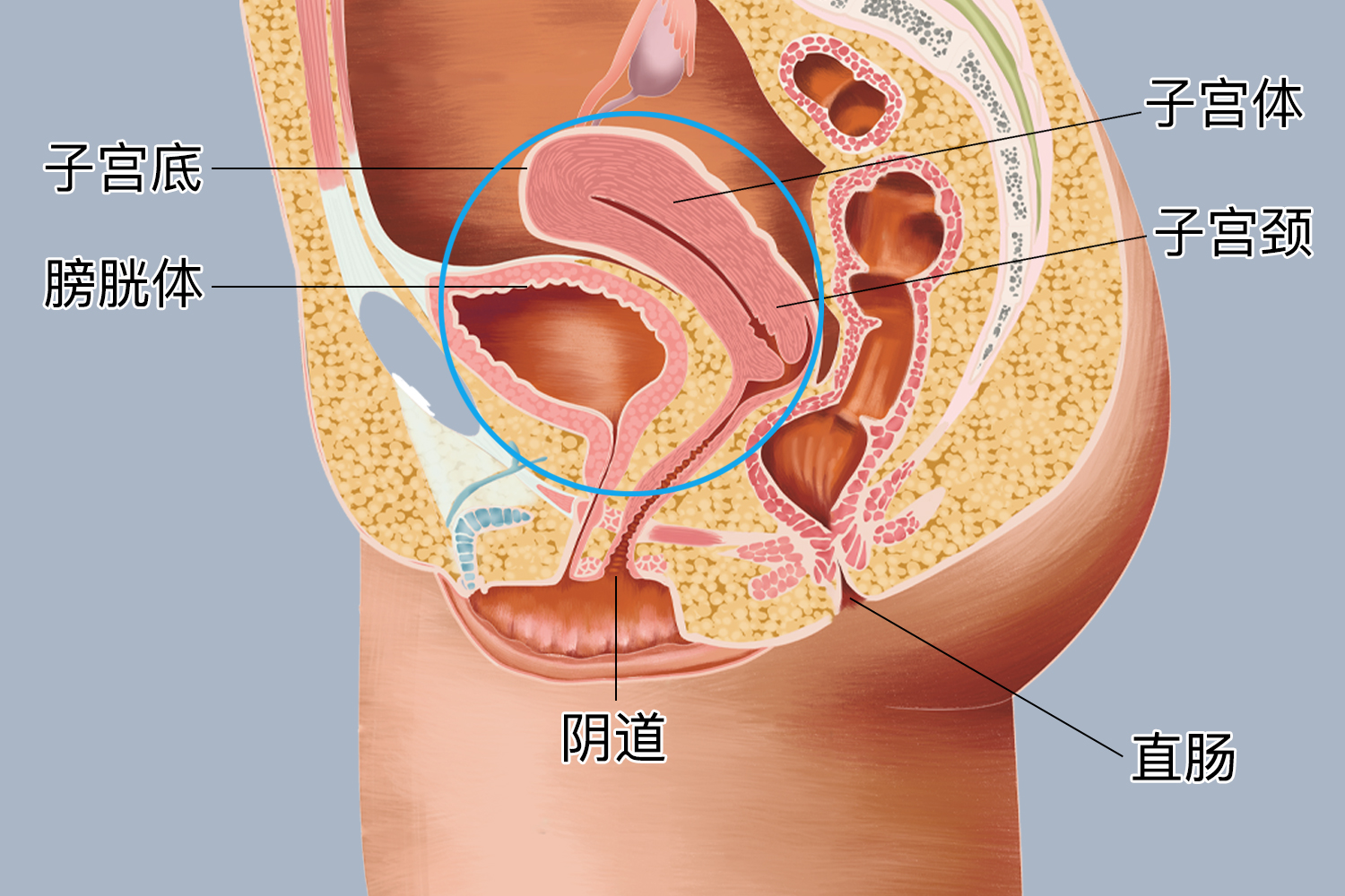 子宫侧面结构图
