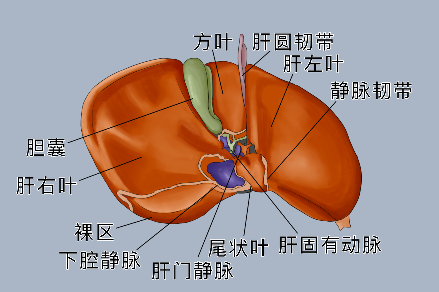 第一肝门横断面图片