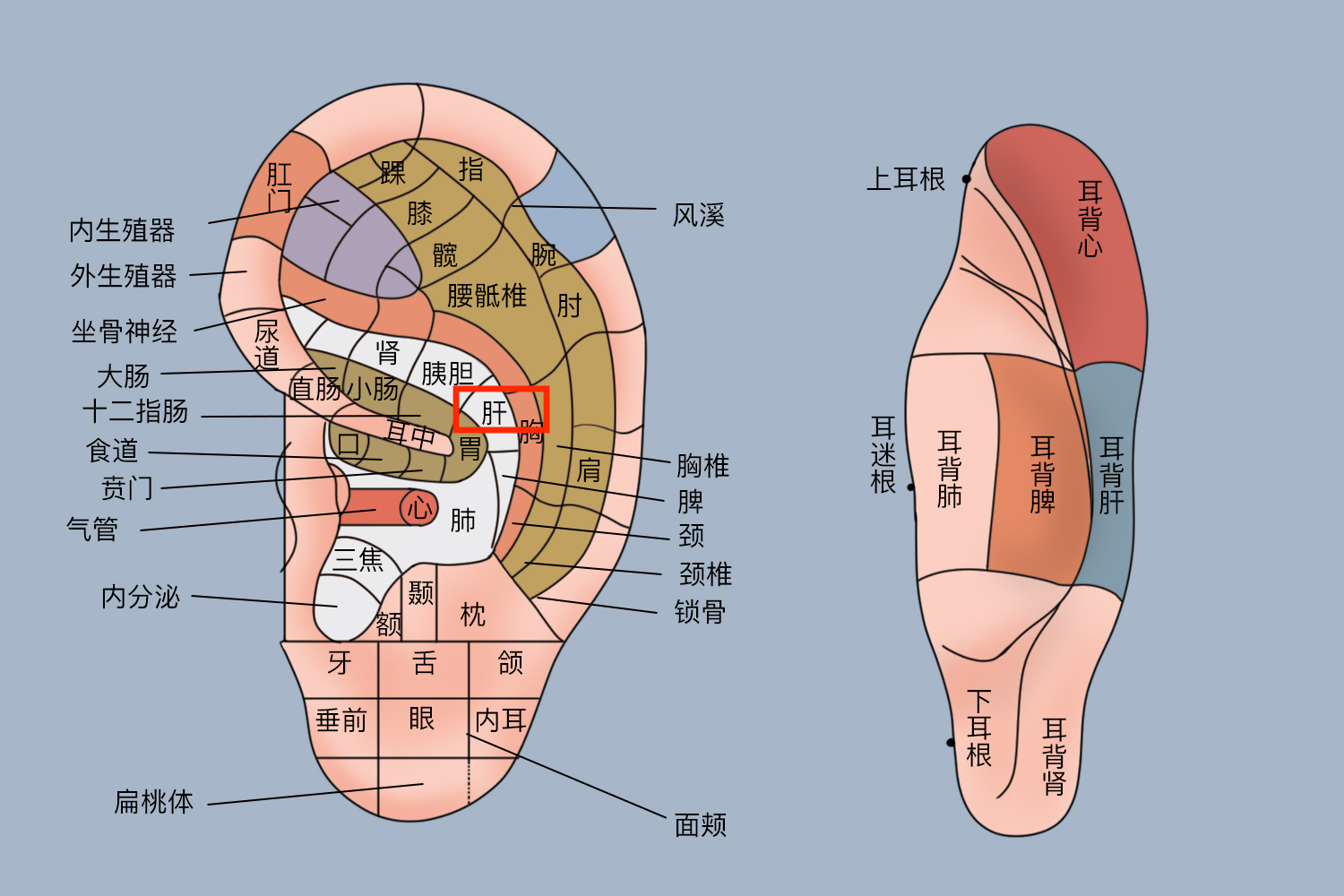 耳背的准确位置图图片