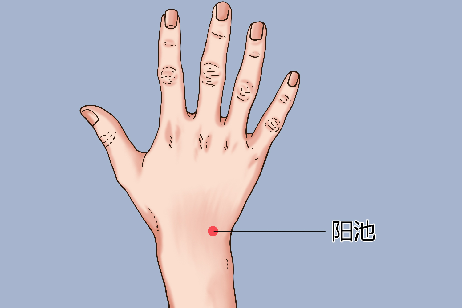 阳池准确位置图功效与作用阳池属手少阳三焦经