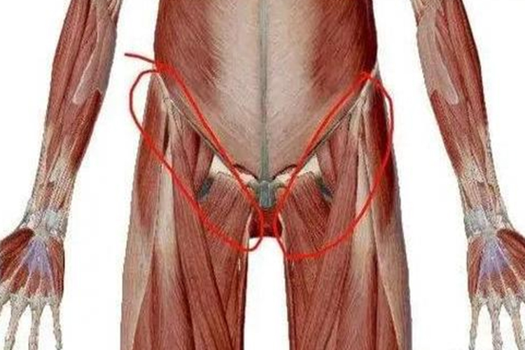 腹股沟正确位置图