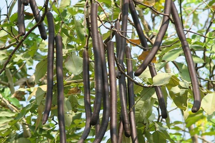 腊肠树形态图 腊肠树形态图