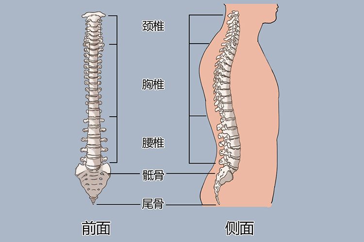 尾骨位置图