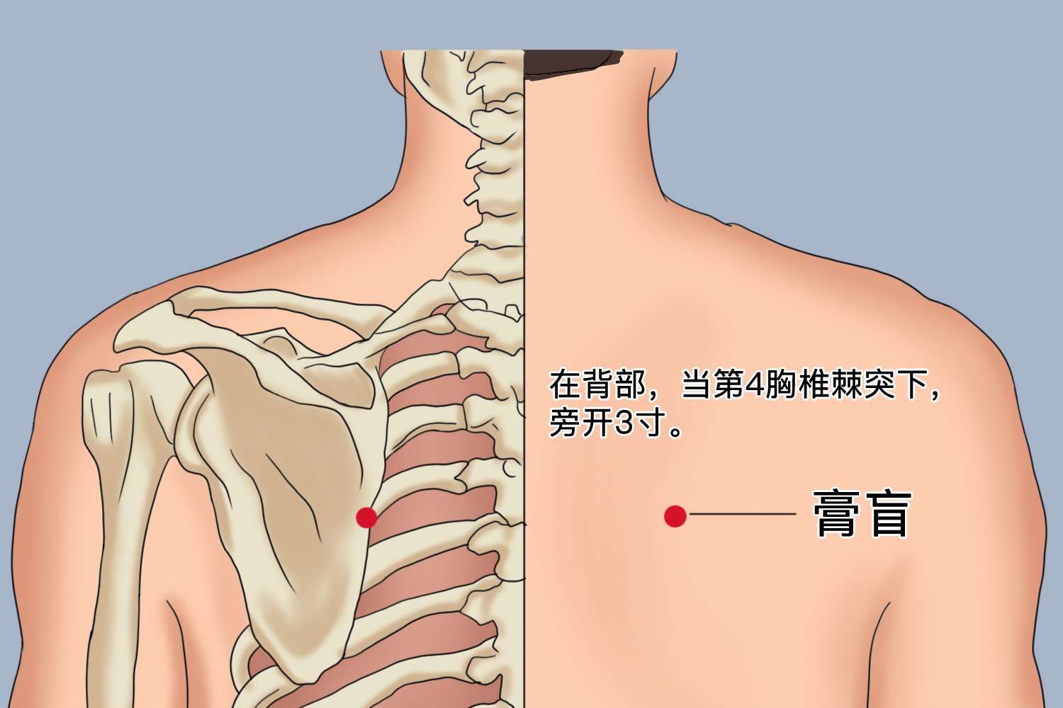 脾虚三伏贴的位置图解图片