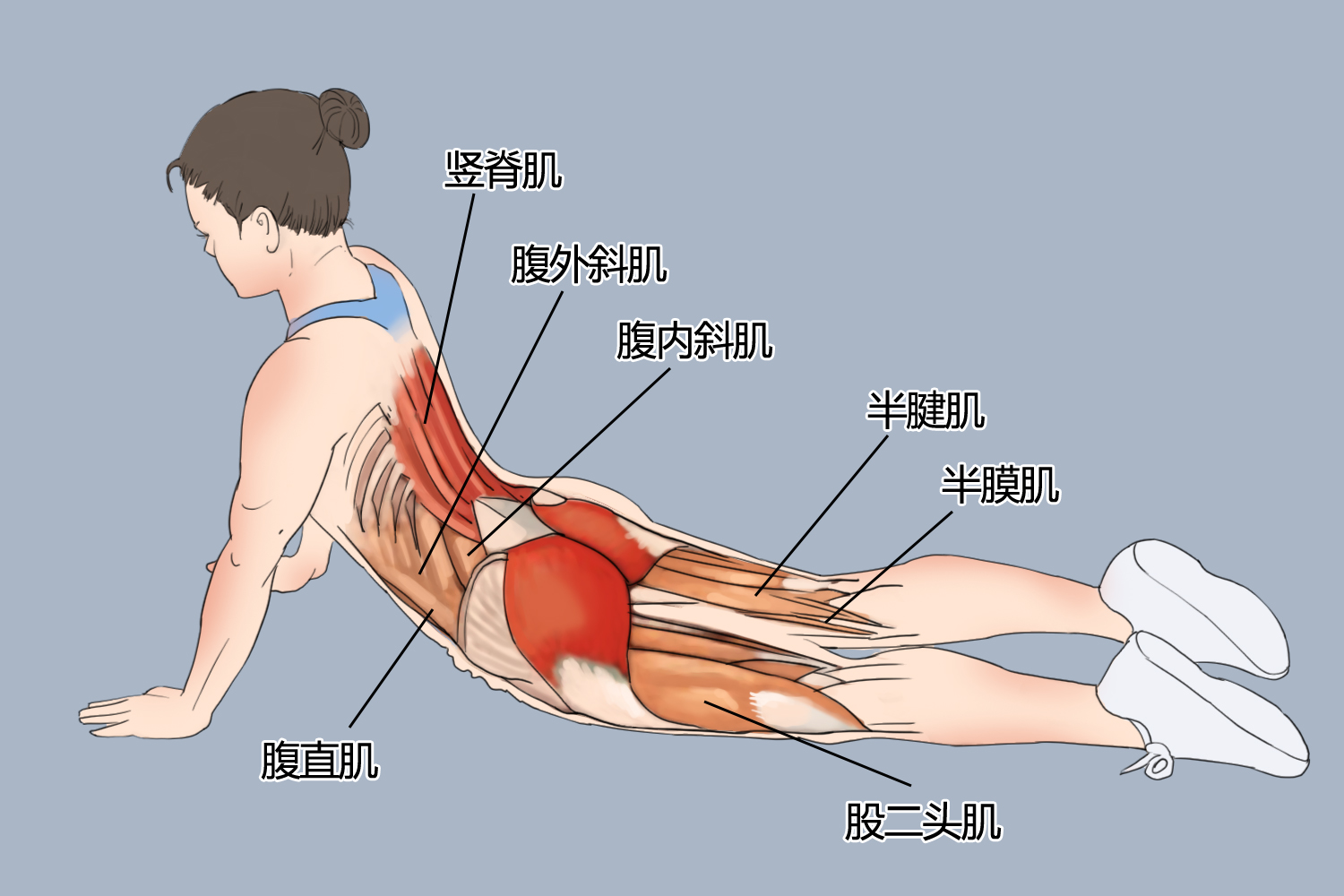 背部伸展俯卧撑示意图