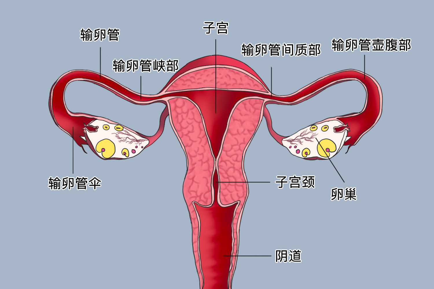 输卵管壶腹部图