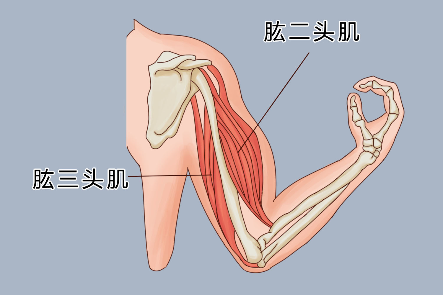 肱三头肌解剖位置图 肱三头肌解剖位置图