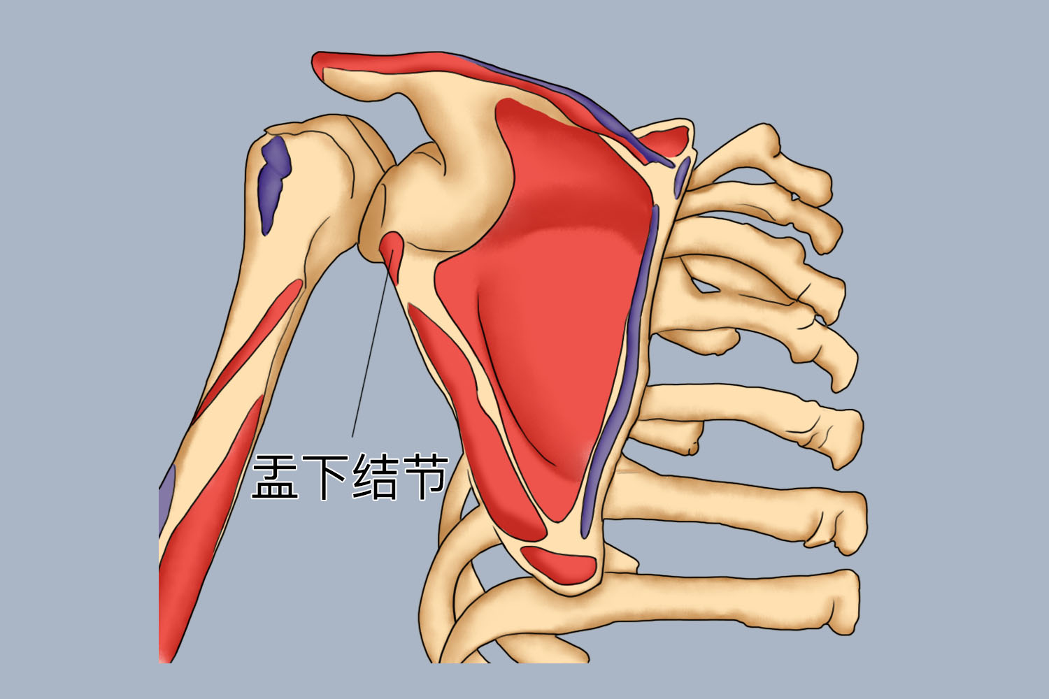 盂下结节位置图