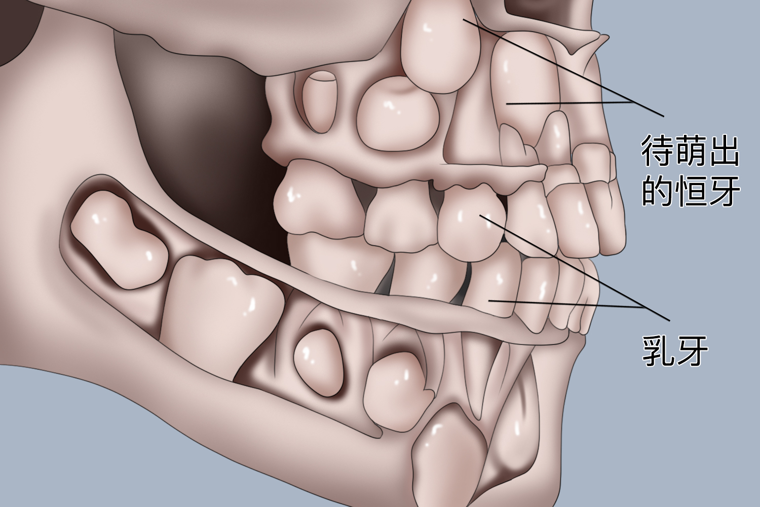 小孩换牙前的骨骼图 小孩换牙前的骨骼图