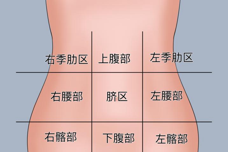 女性腹部位置及分区图