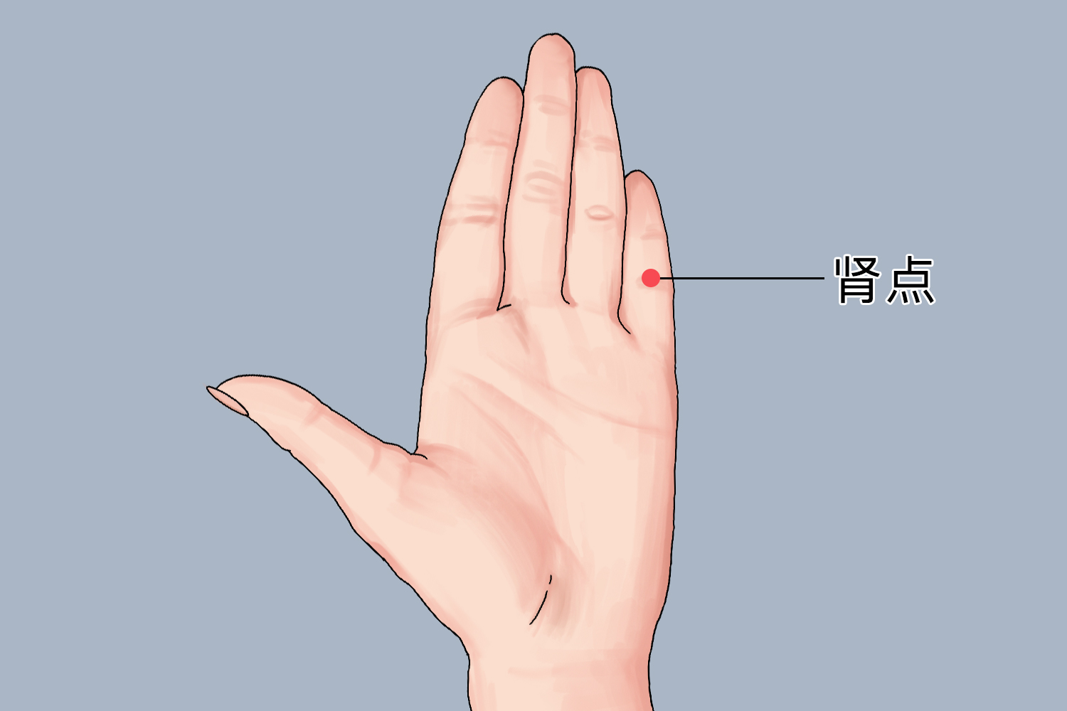 小手指的肾点准确位置示意图