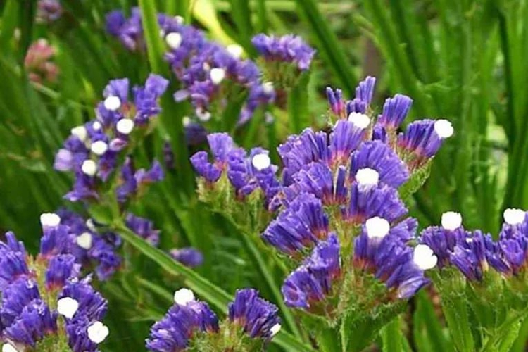 补血草植株图 补血草植株图