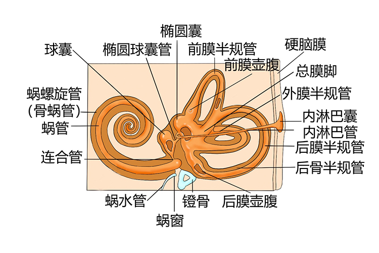 耳朵内耳膜迷路构造剖面图