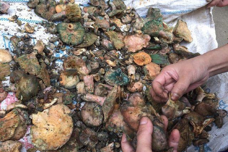 白蘑菇变坏图 白蘑菇变坏图