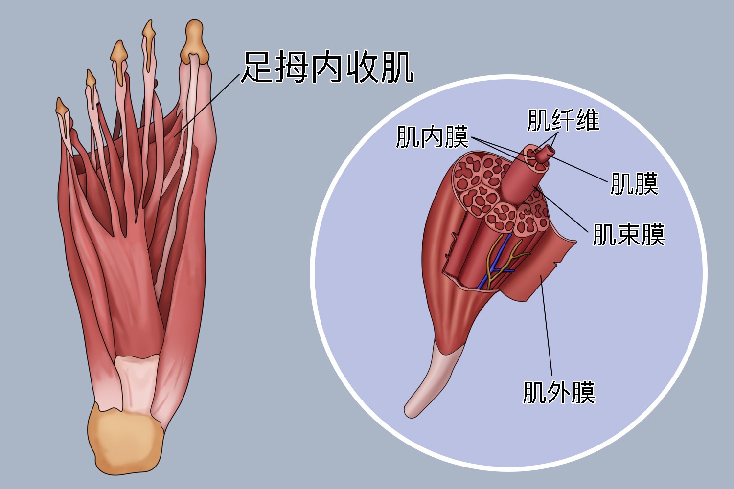 足拇内收肌解剖图 足拇内收肌解剖图