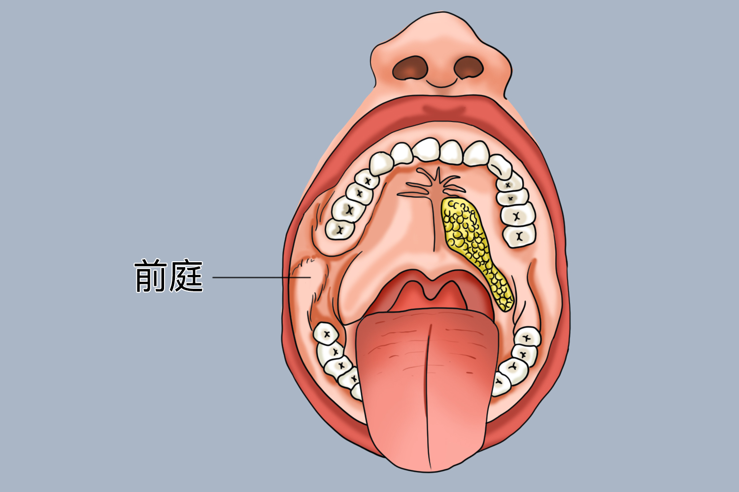 翼下颌皱襞长什么样子图片