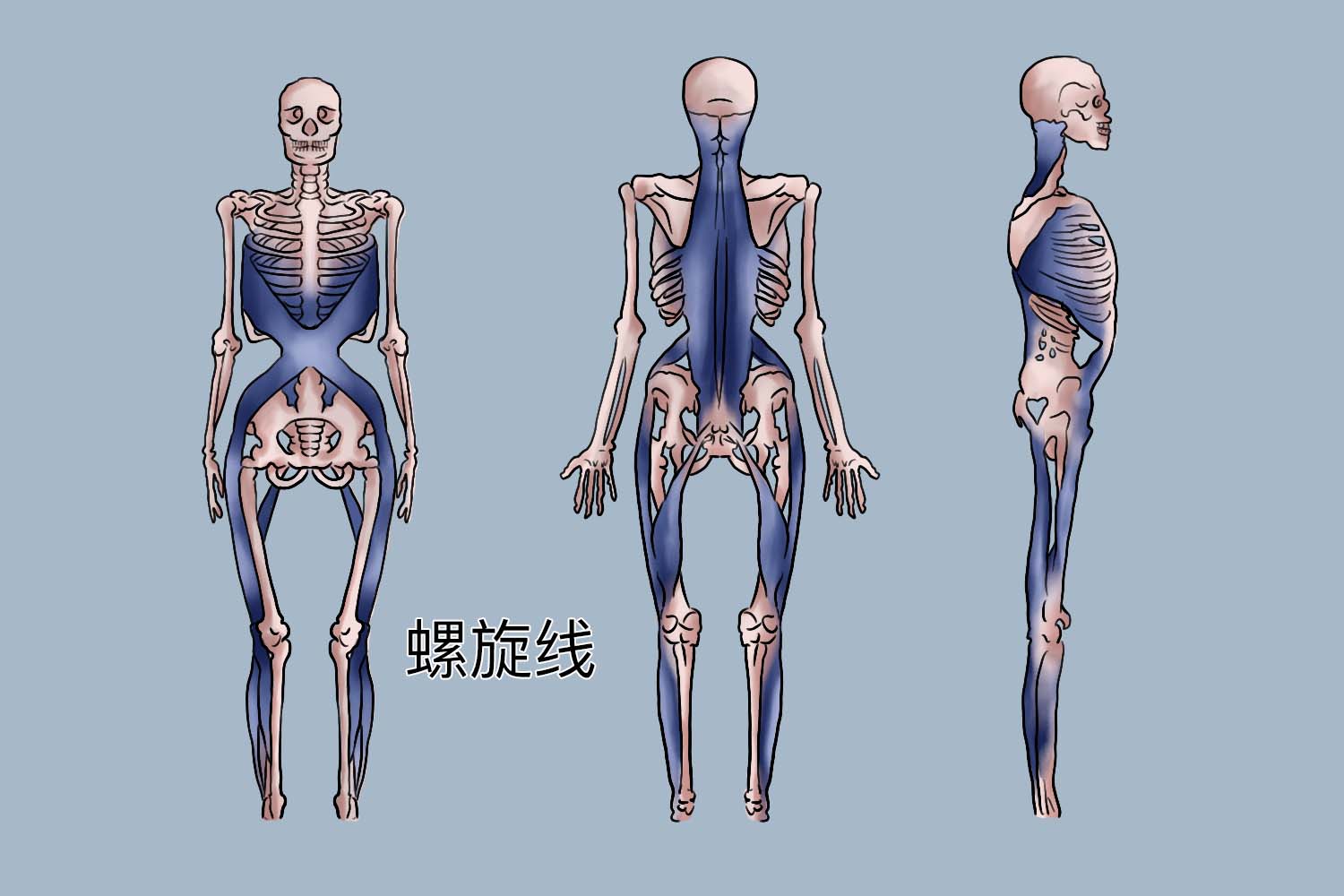 人体12条筋膜链图图片