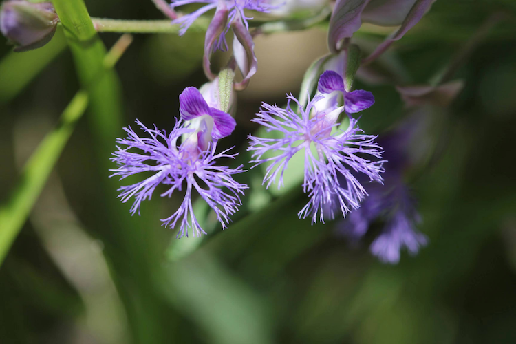远志植株花序图