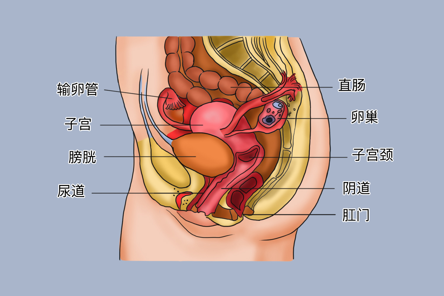 子宫位置图