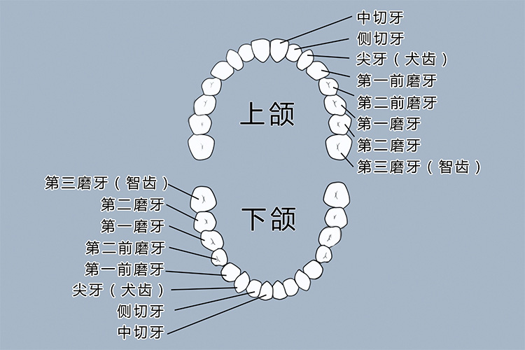 牙齿形态示意图图片