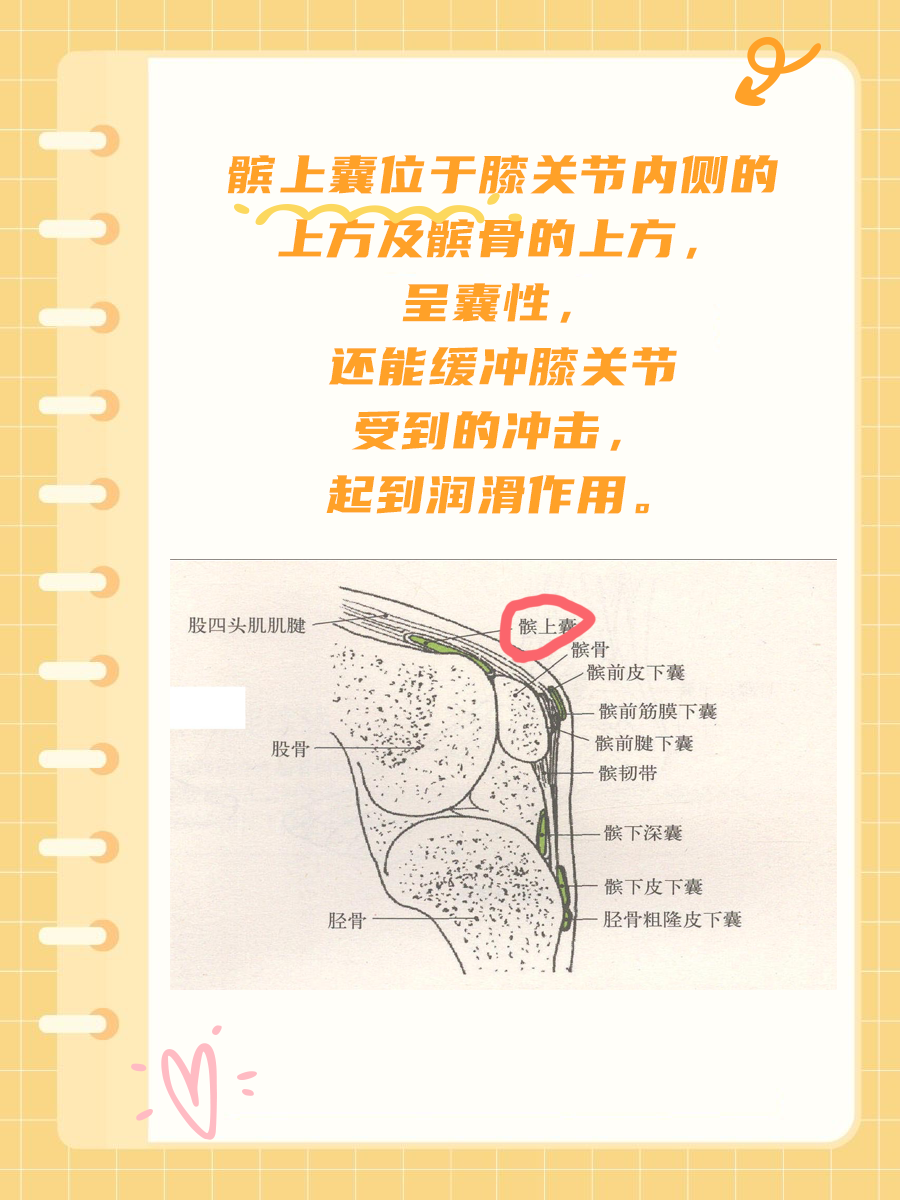 速看！一文了解髌上囊的那些秘密~