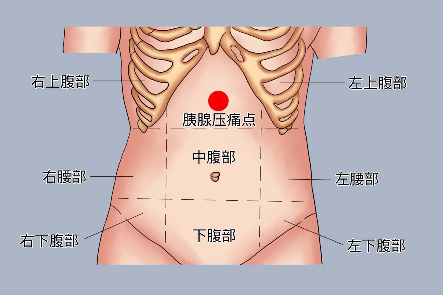 胰腺压痛点图 胰腺压痛点图
