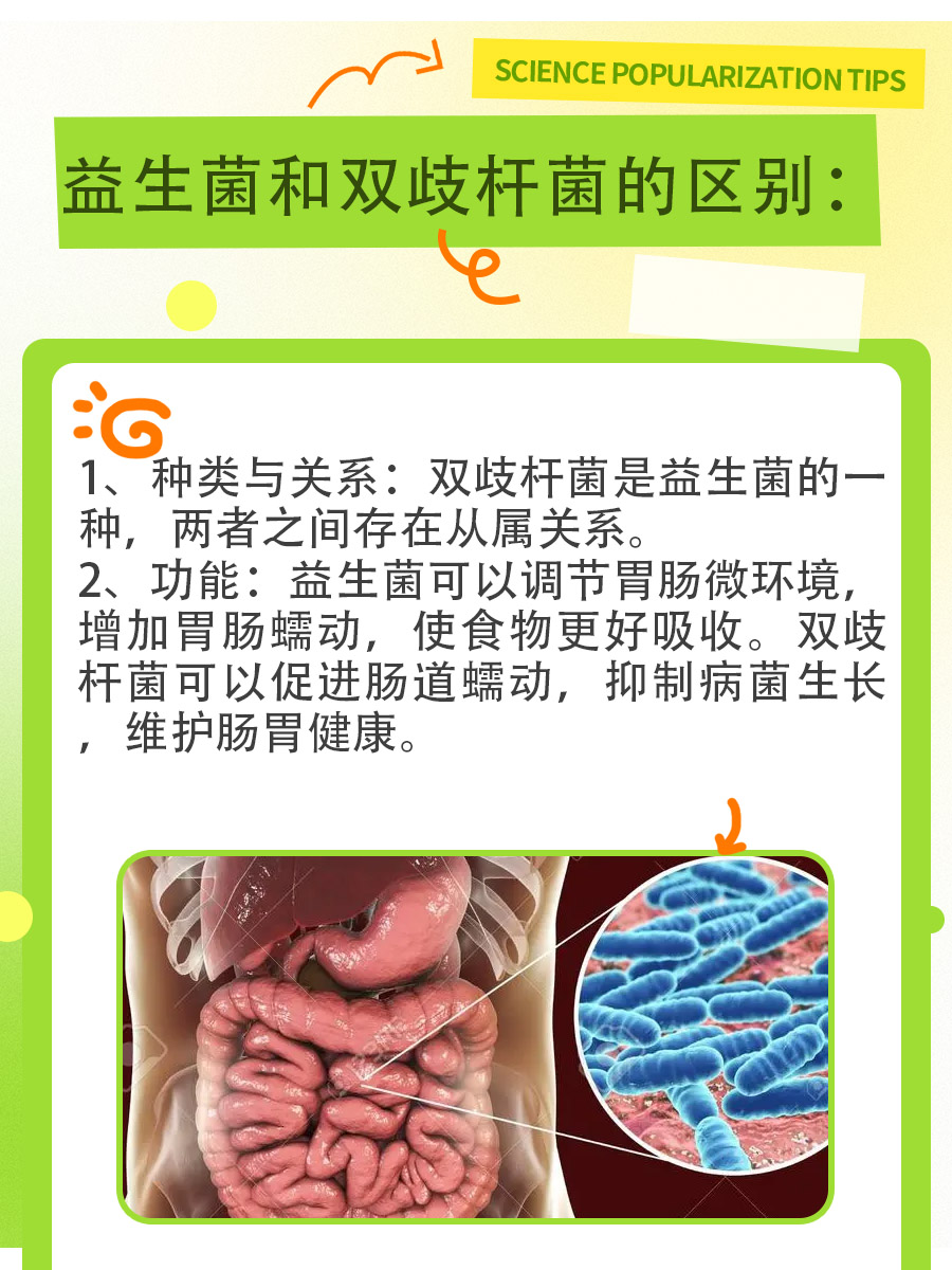 益生菌与双歧杆菌：究竟有何不同？
