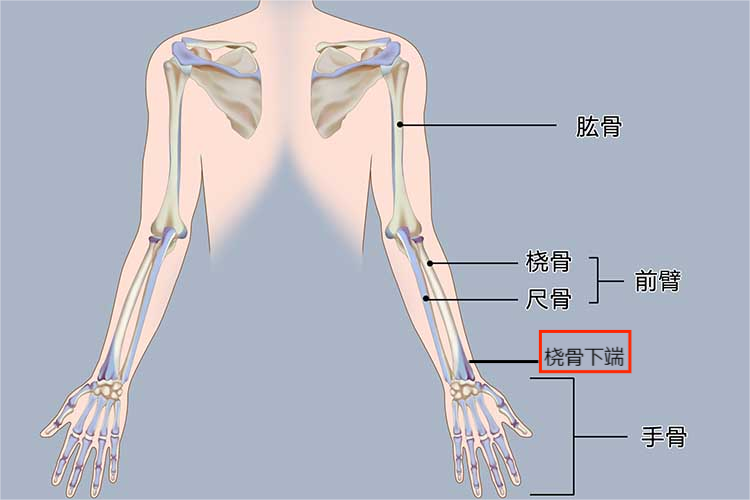 桡骨下端图
