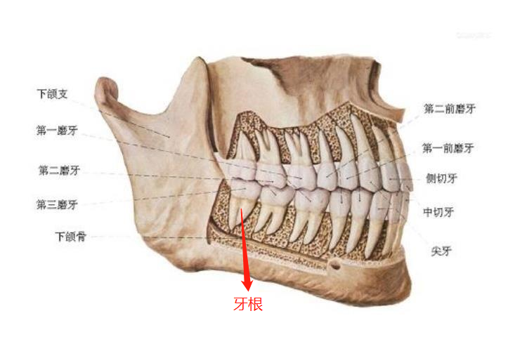 牙根图片 牙根图片