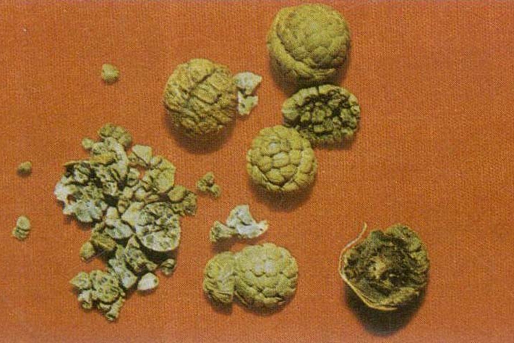 草蔻药材图