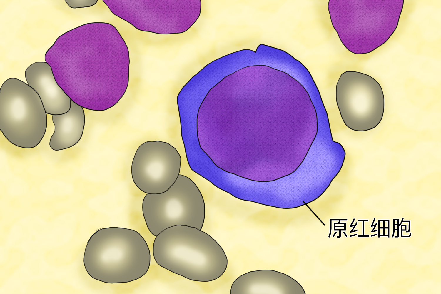 原红细胞图