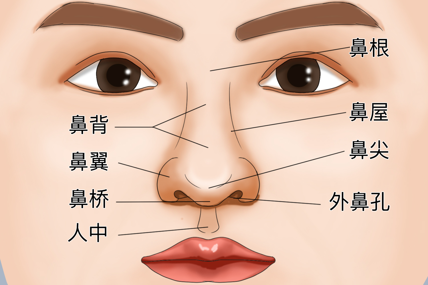 鼻子图形结构图片