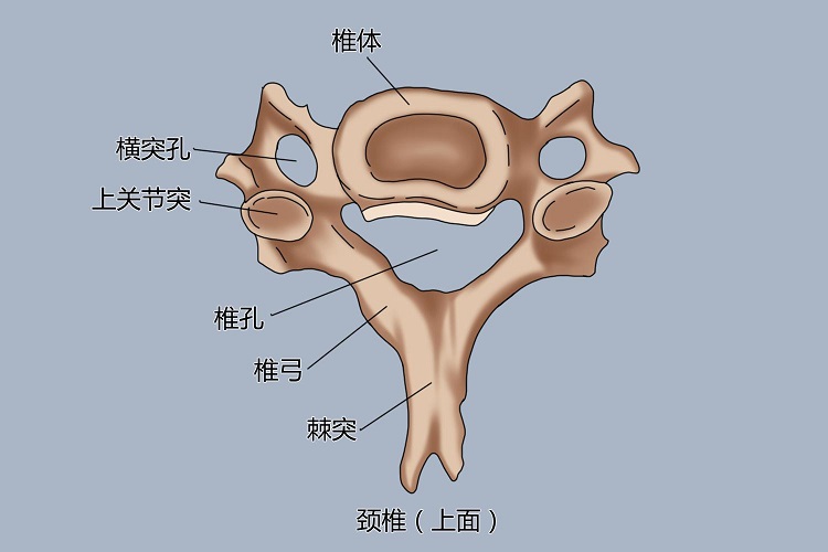 颈椎体上面观手绘图